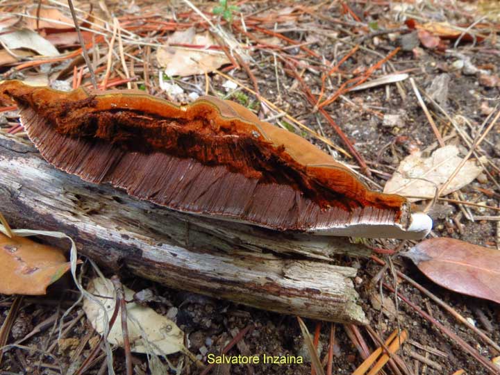 Ganoderma sp. (Ganoderma applanatum)